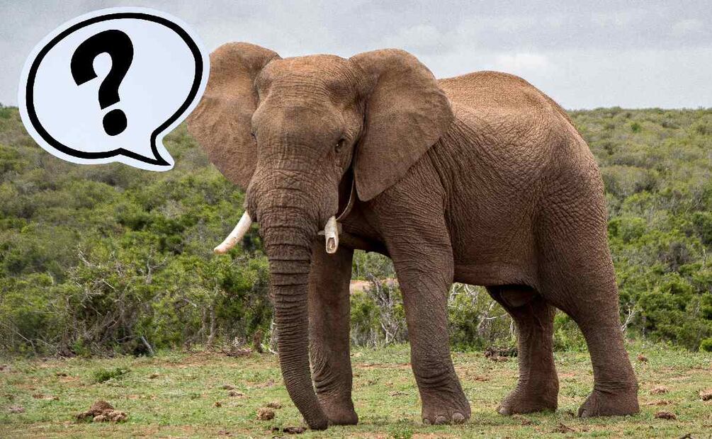 ¿Es delito tener una planta pata de elefante? (Foto: DeDinero)