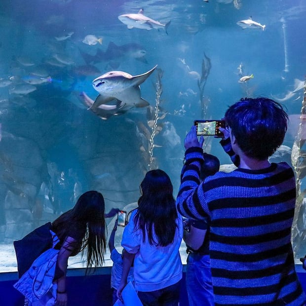 En el Acuario Michin se puede encontrar todo tipo de animales marinos. (Foto: Acuario Michin)